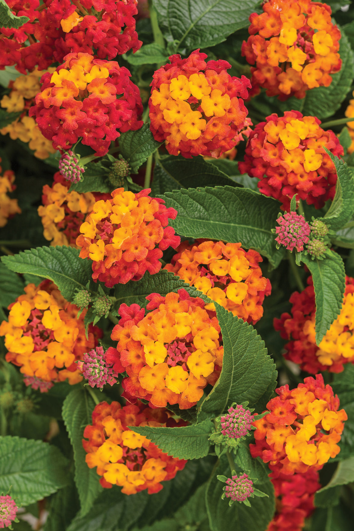 lantana_luscious_citrus_blend_improved.jpg